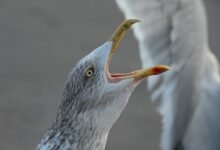 demographic morning call behavior