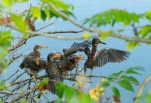 repeated call cycle detection