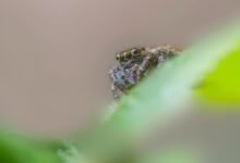 seasonal changes in calling